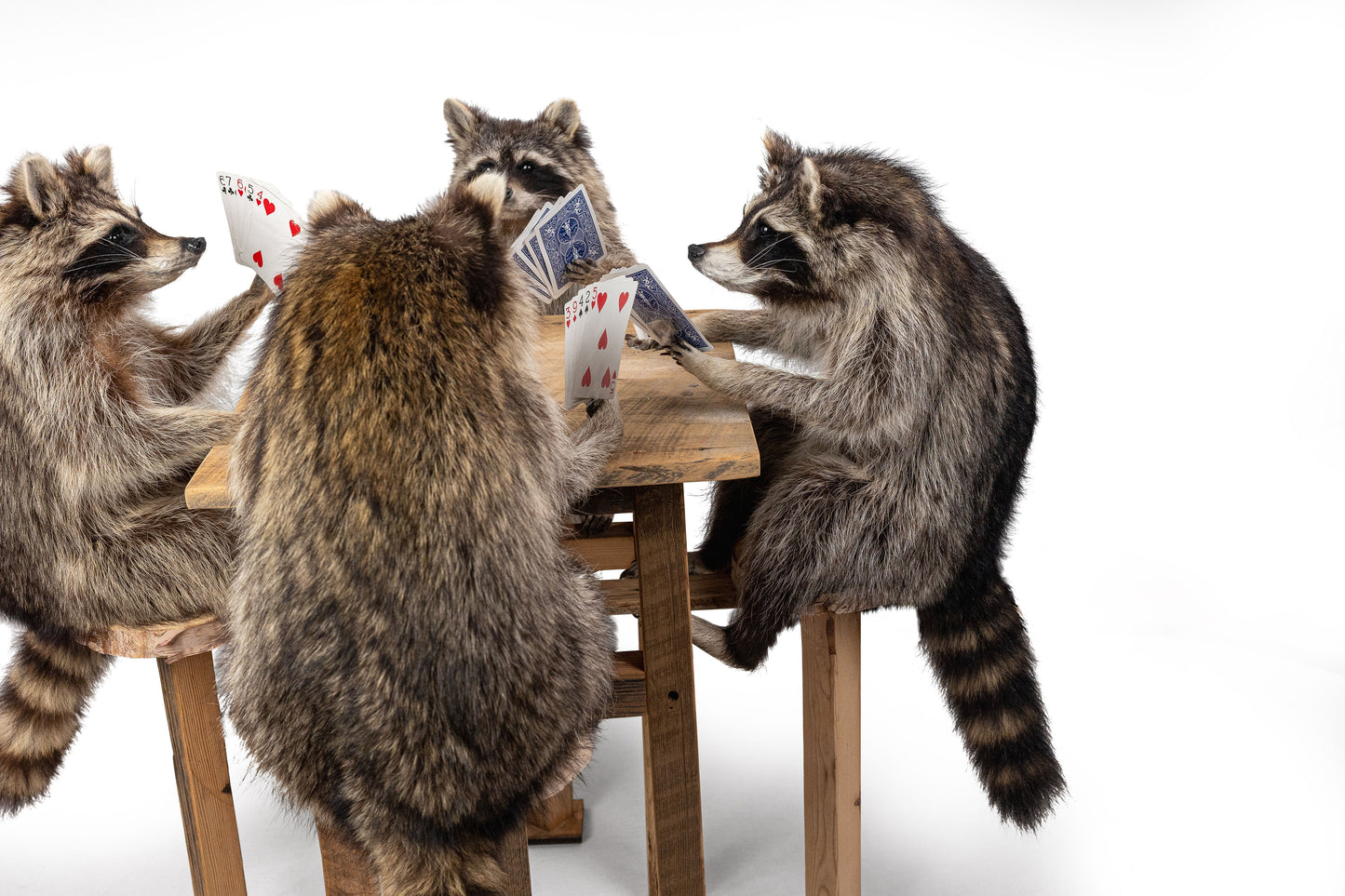 Poker Playing Raccoons Set Of Four Taxidermy One Unit
